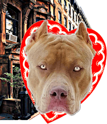 happy-go-lucky-PetCare-PitBull-Brooklyn